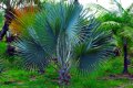BISMARKIA nobilis. Madagascar. 20m